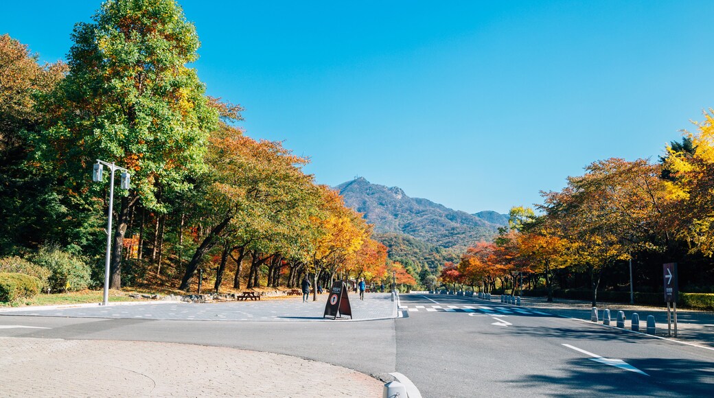 Autumn maple tree street in Seoul grand park, Korea; Shutterstock ID 727595248; purchase_order: SF 06557000; job: ; client: ; other:
