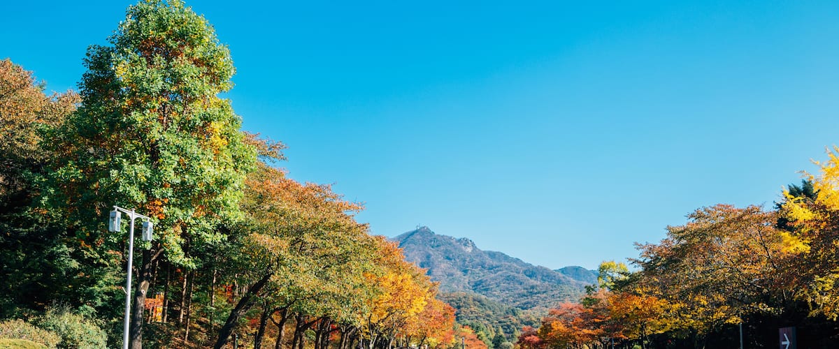 Autumn maple tree street in Seoul grand park, Korea; Shutterstock ID 727595248; purchase_order: SF 06557000; job: ; client: ; other: