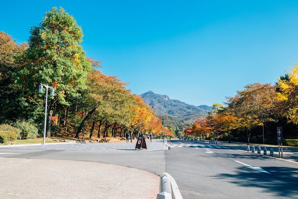 Autumn maple tree street in Seoul grand park, Korea; Shutterstock ID 727595248; purchase_order: SF 06557000; job: ; client: ; other: