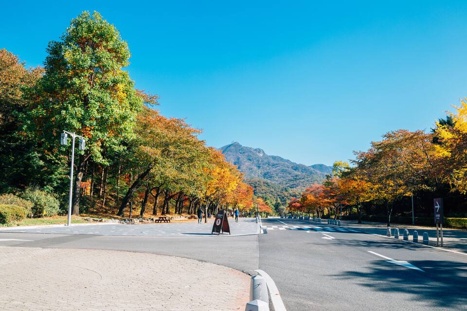 A tree-lined road with autumn foliage, a clear blue sky, and a mountain in the distance.