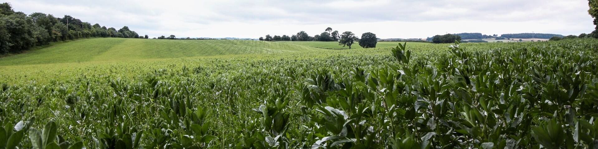 Farmland view just after sunrise. Taken with the canon 700d + 10-18mm.