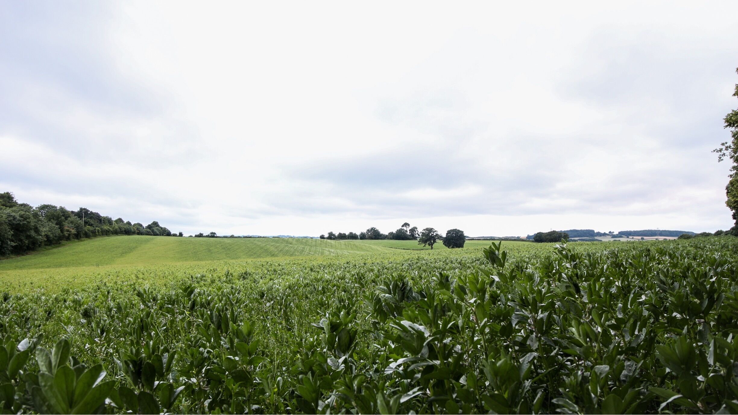 A vast green field with rolling hills and scattered trees under a cloudy sky.