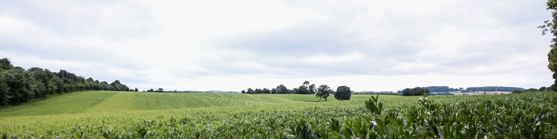 A vast green field with rolling hills and scattered trees under a cloudy sky.