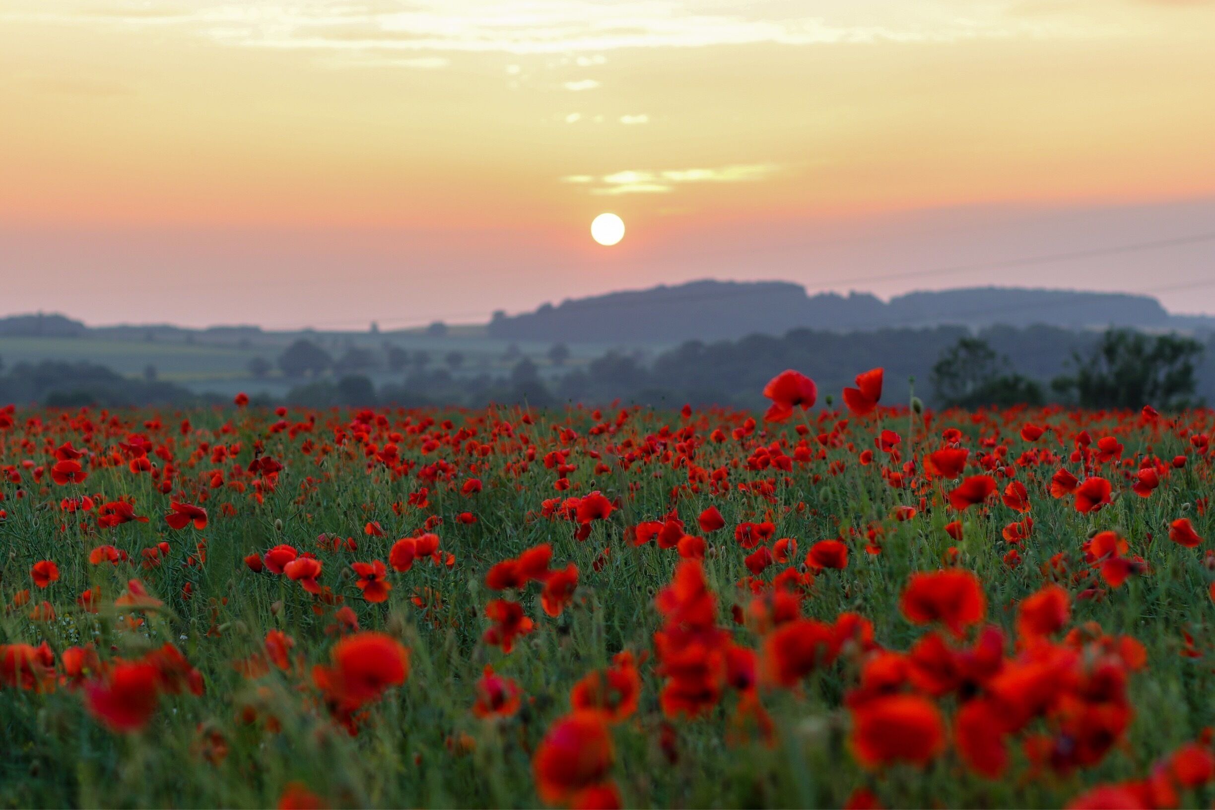 Poppy fields at sunset