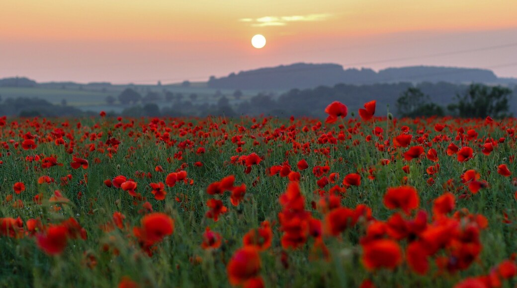 Poppy fields at sunset