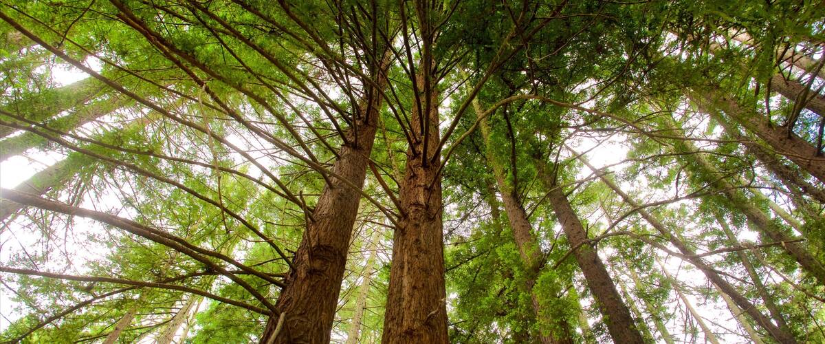 Redwood Regional Park which includes forests