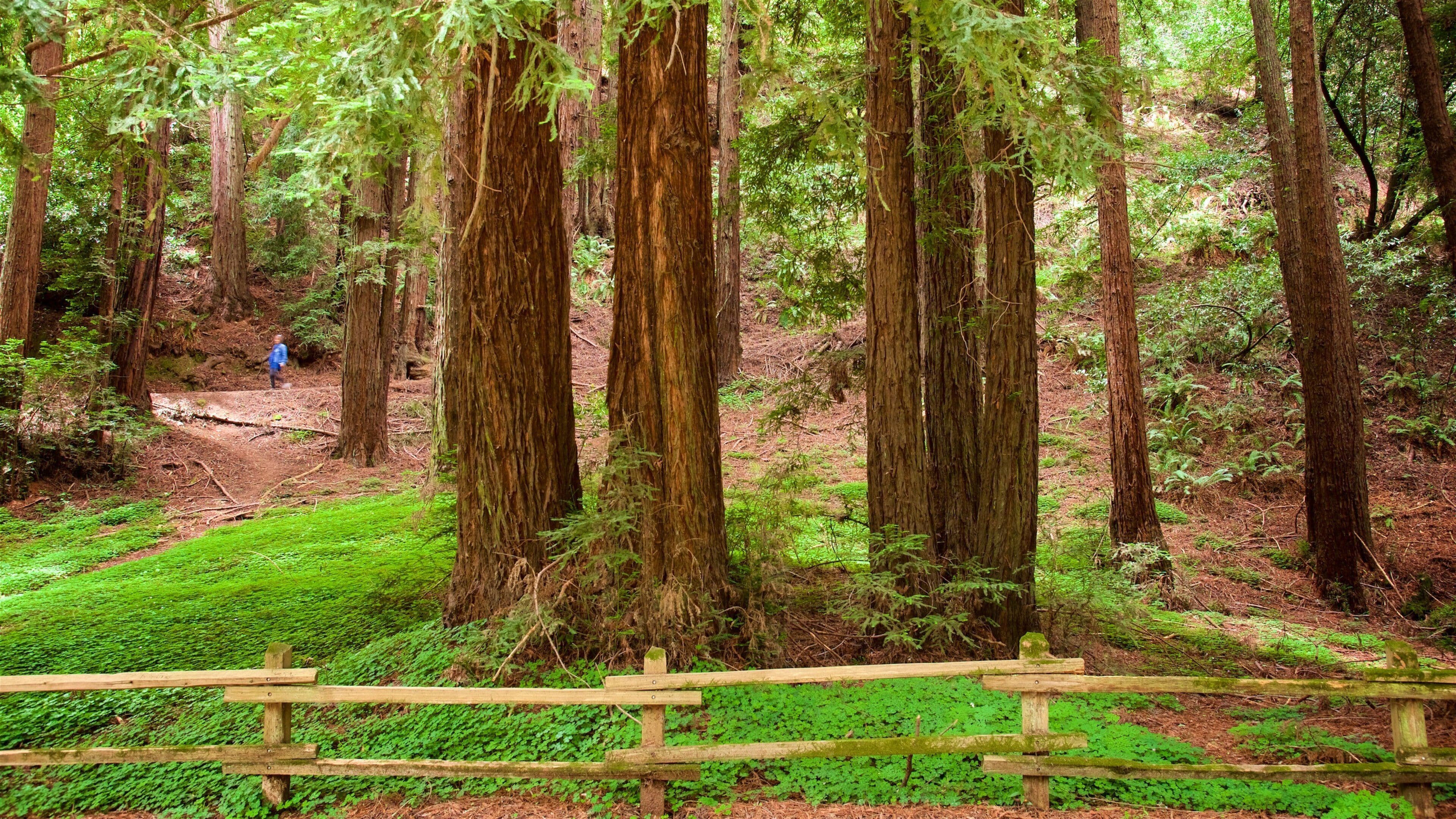 A dense forest with tall trees and a wooden fence in the foreground.