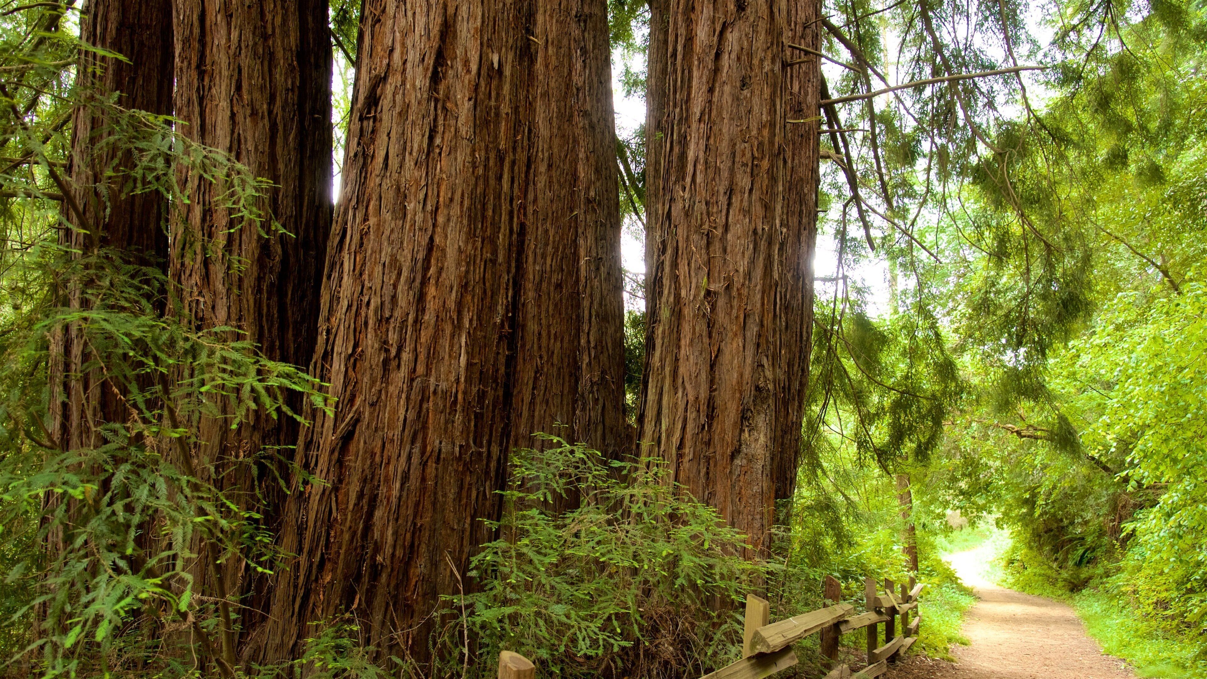 Redwood Regional Park som viser skove