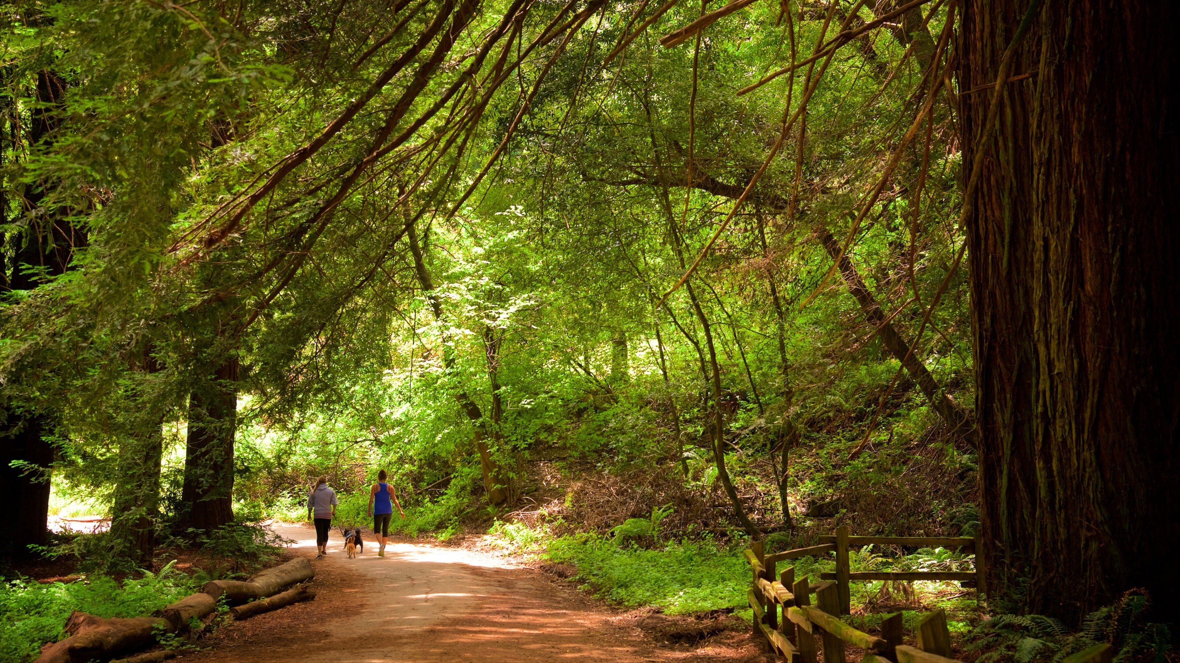 Redwood Regional Park which includes forest scenes and hiking or walking as well as a couple