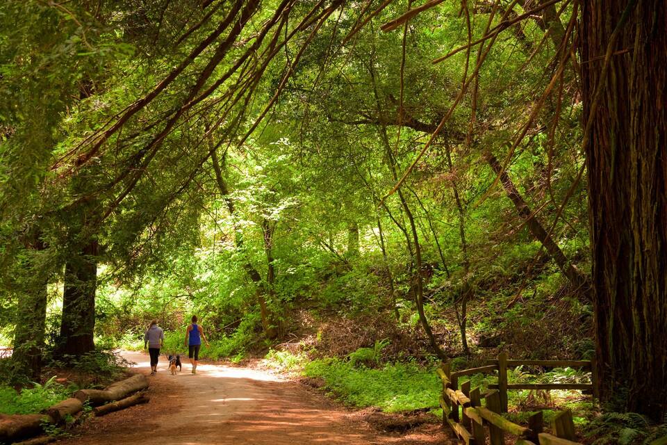 Ein Waldweg mit Wandernden, umgeben von dichtem Grün und großen Bäumen.