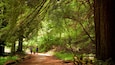 Un sentier forestier où l’on voit des personnes se promener, entouré d’un feuillage verdoyant et dense et de grands arbres.