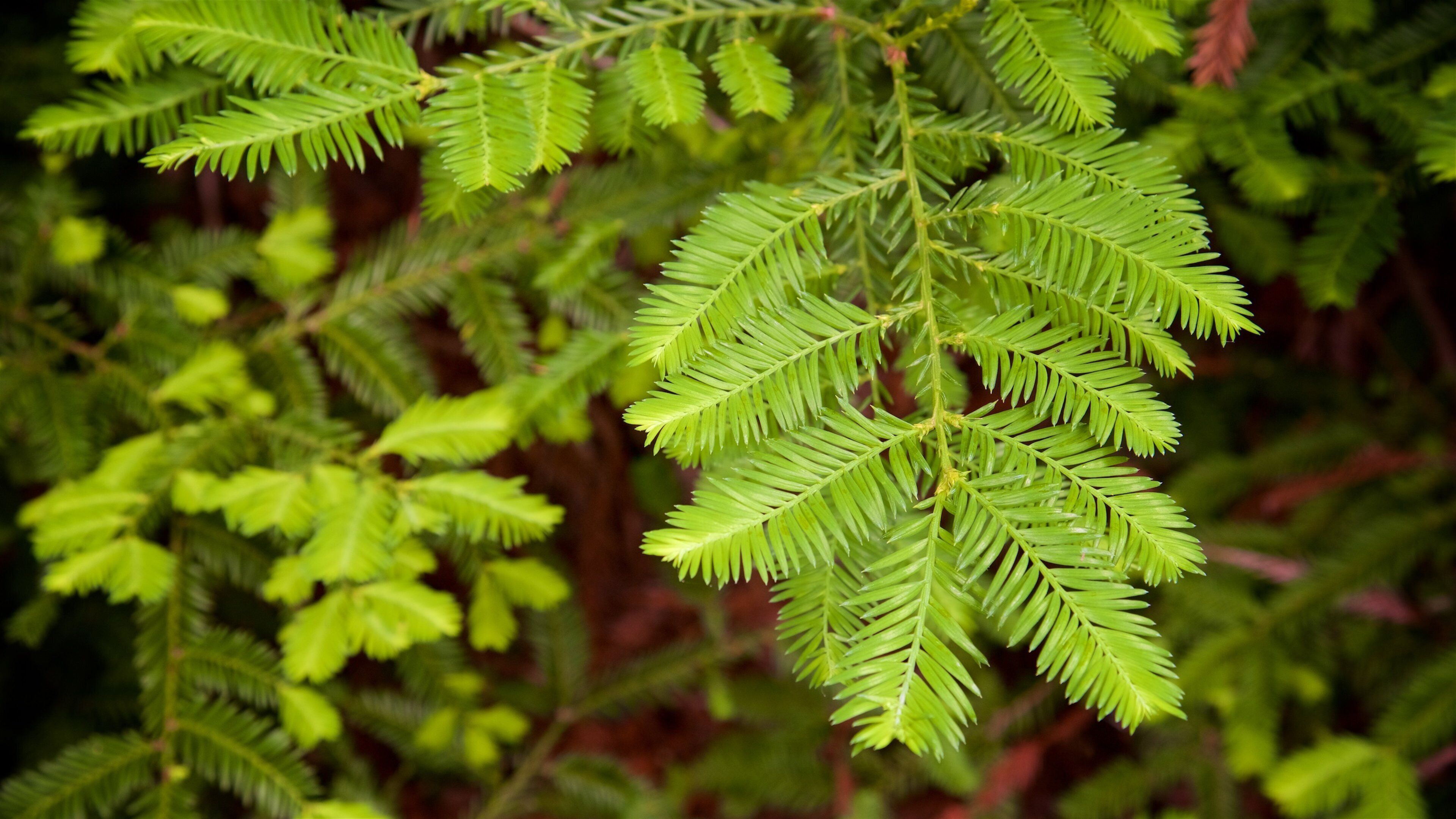 Redwood Regional Park