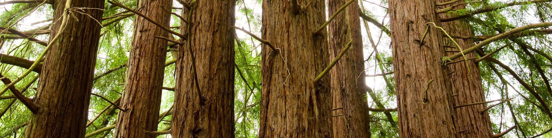 Redwood Regional Park qui includes scènes forestières