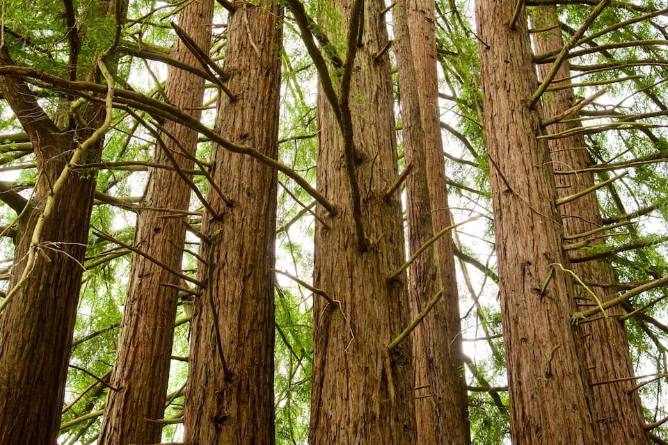 Tall trees with thick trunks and dense green foliage.