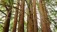 Redwood Regional Park caratteristiche di paesaggio forestale