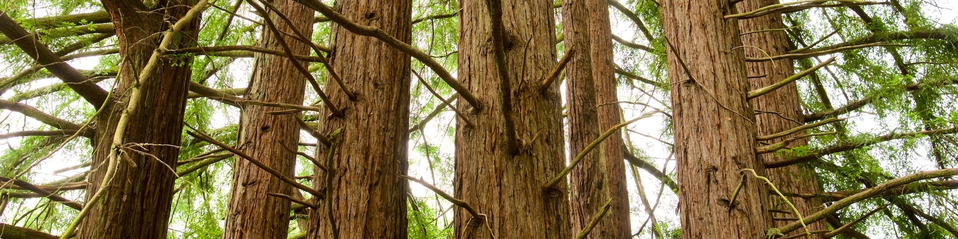 Parque regional Redwood que incluye imágenes de bosques