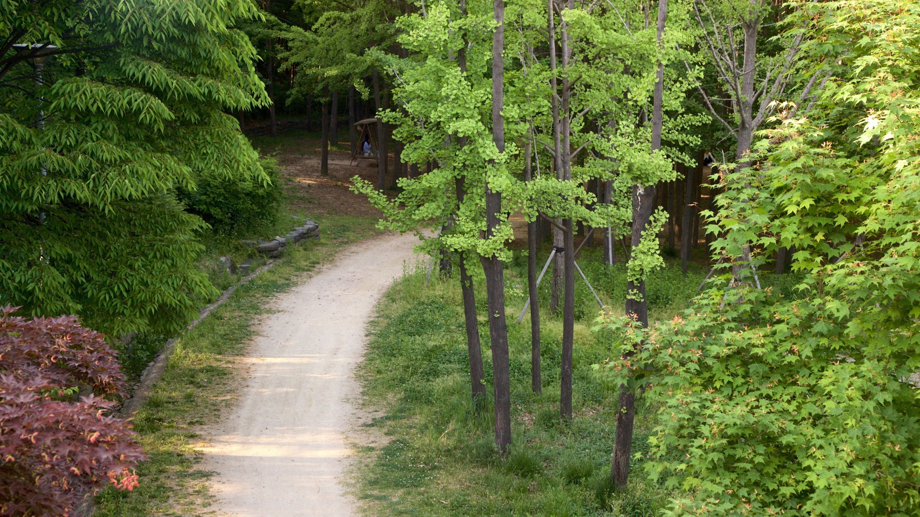 Seoul Forest featuring a park