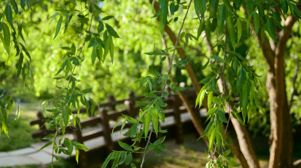 Seoul Forest showing a park and a bridge