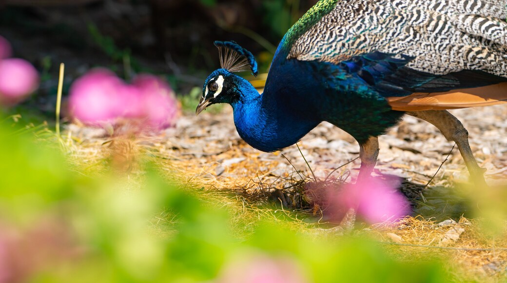 Beautiful peacock close up, Ardenwood Historic Farm