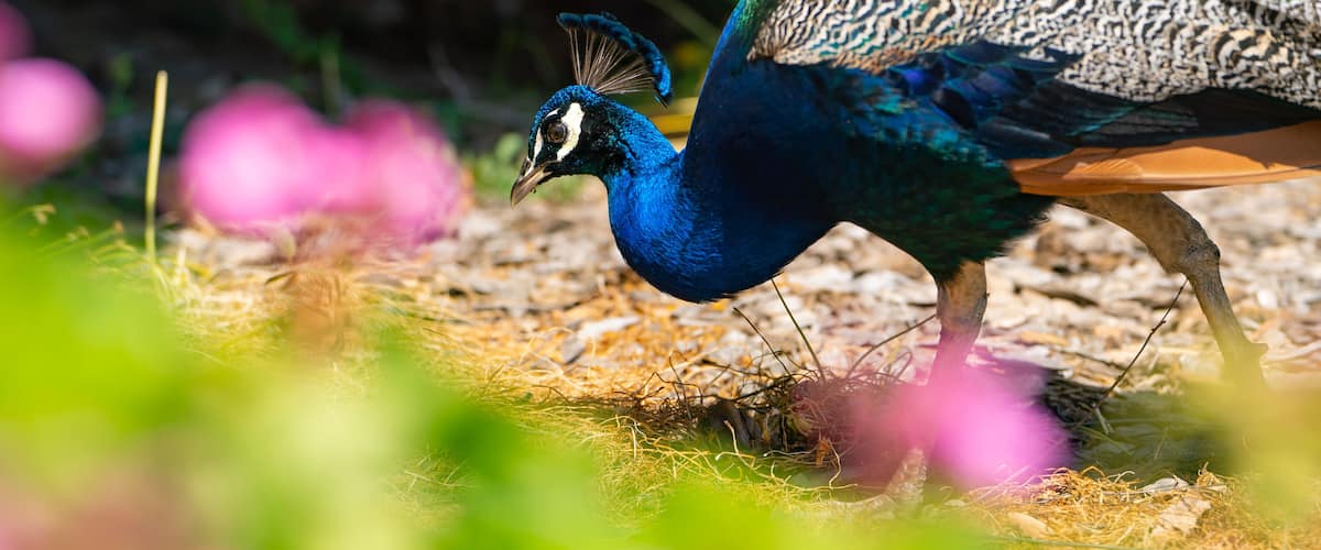 Beautiful peacock close up, Ardenwood Historic Farm