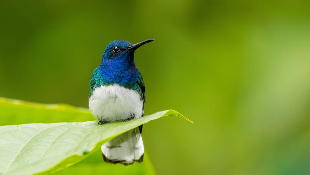 A blue and white bird perched on a green leaf.