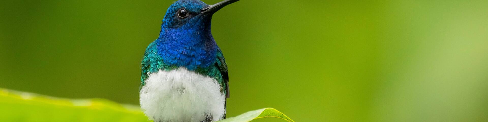 A male white-necked jacobin (Florisuga mellivora) in the tropical forest in El Oro, Ecuador