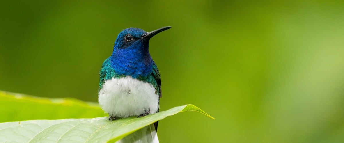 A blue and white bird perched on a green leaf.