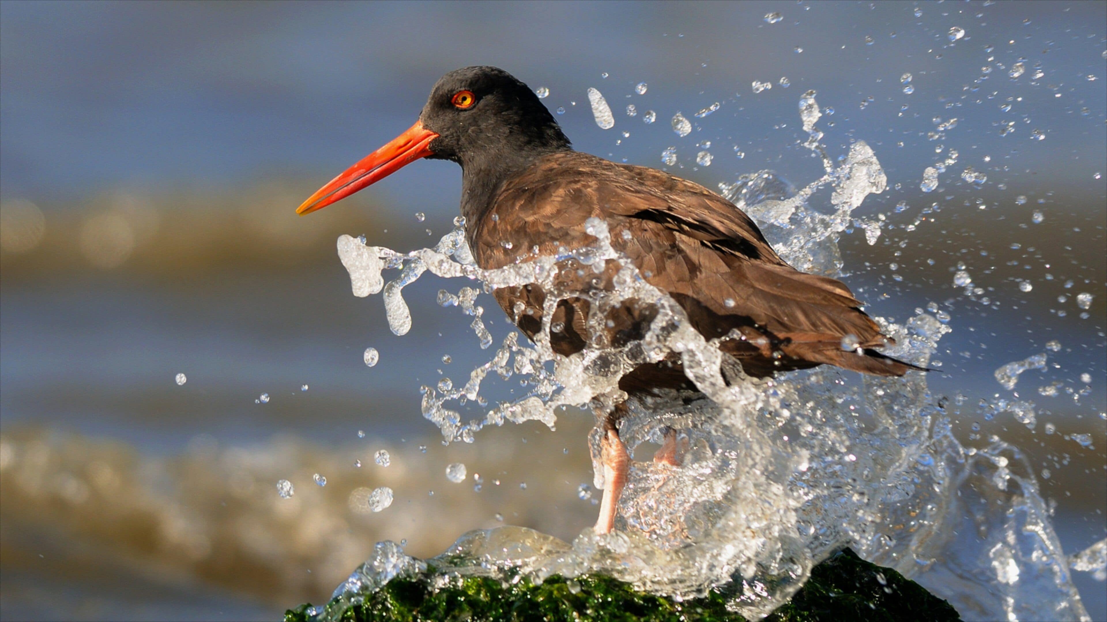 Oakland Zoo som inkluderar zoodjur och fåglar