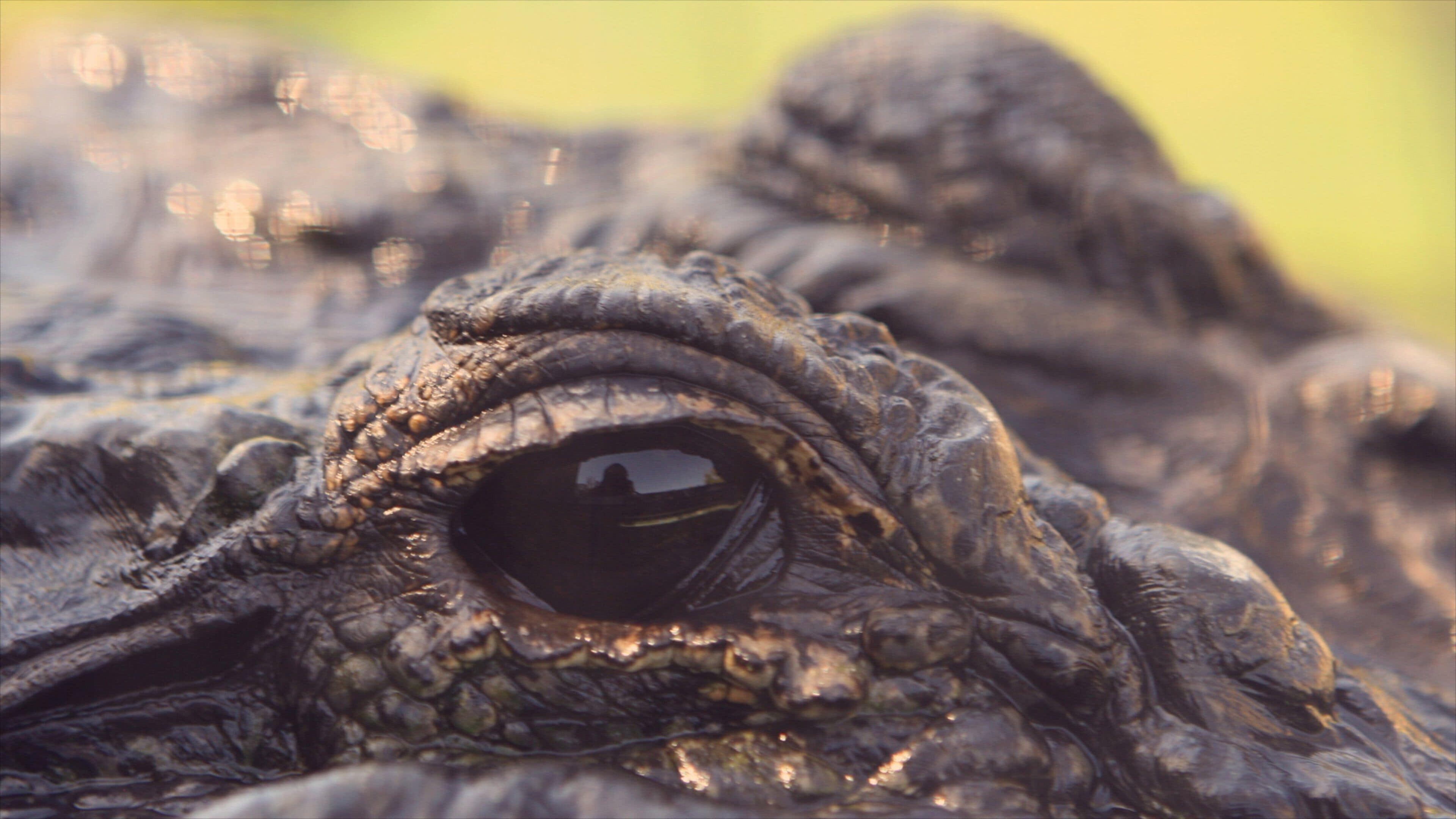 Oakland Zoo inclusief gevaarlijke dieren en dierentuindieren