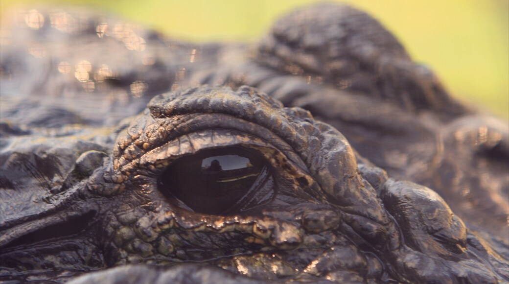 Oakland Zoo inclusief gevaarlijke dieren en dierentuindieren