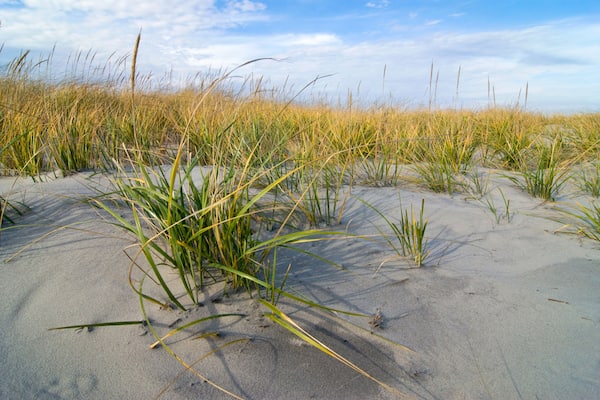 American beachgrass (Ammophila breviligulata) on sand dunes in Corson's Inlet State Park, Ocean City, New Jersey. Dune grasses are essential to creating and stabilizing dunes on barrier islands.