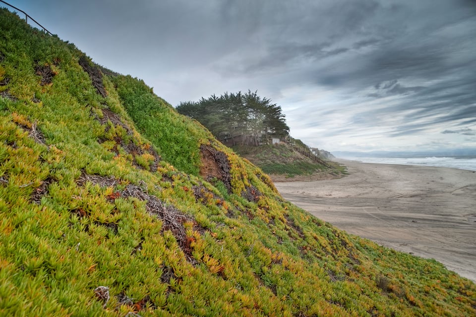 A coastal landscape with a grassy slope, a tree, and a beach.