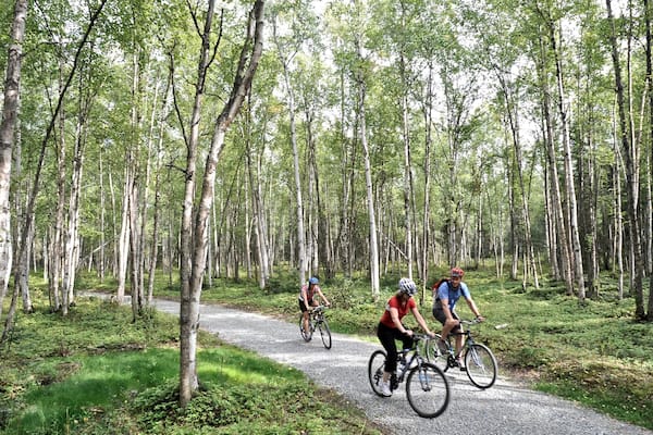 A forested area with a gravel path.
