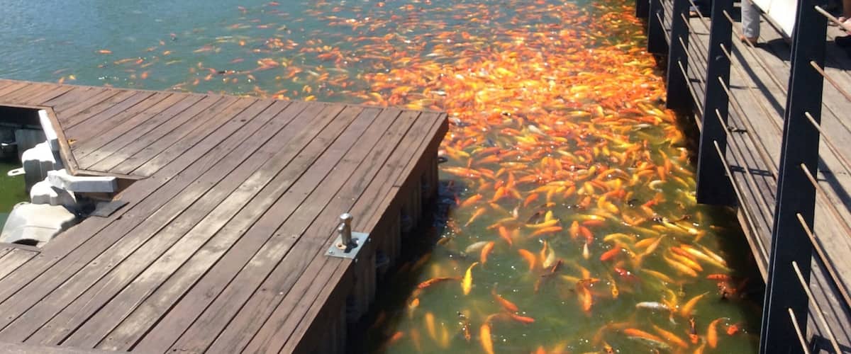 A wooden pier with people observing koi fish swimming in a pond.