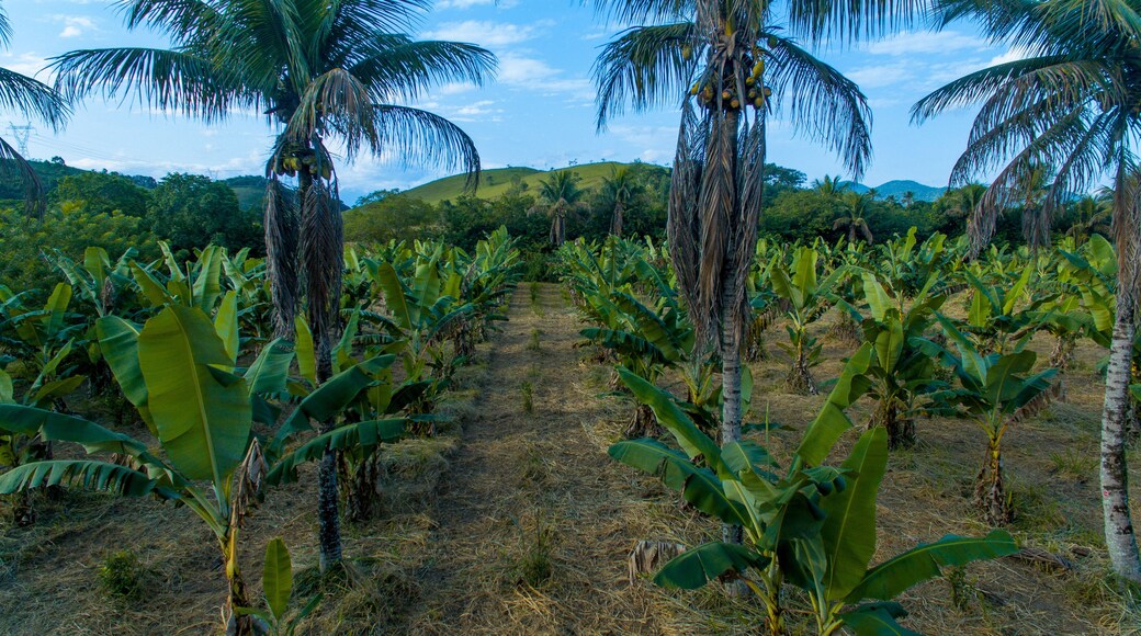 A banana plantation using the agroforestry system in Cachoeiras de Macacu, metropolitan region of Rio de Janeiro, Brazil.