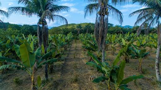 ماكاكو دي كاتشويراس