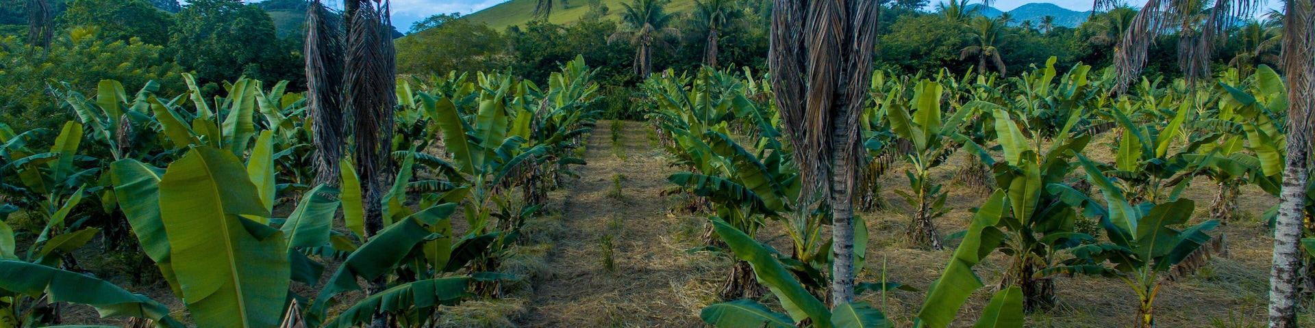 A banana plantation using the agroforestry system in Cachoeiras de Macacu, metropolitan region of Rio de Janeiro, Brazil.