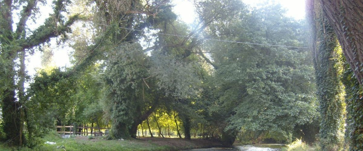 A river flowing under a wooden bridge surrounded by dense trees and greenery.