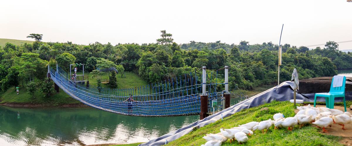 A rope bridge over a river, surrounded by lush greenery and ducks on the grass.