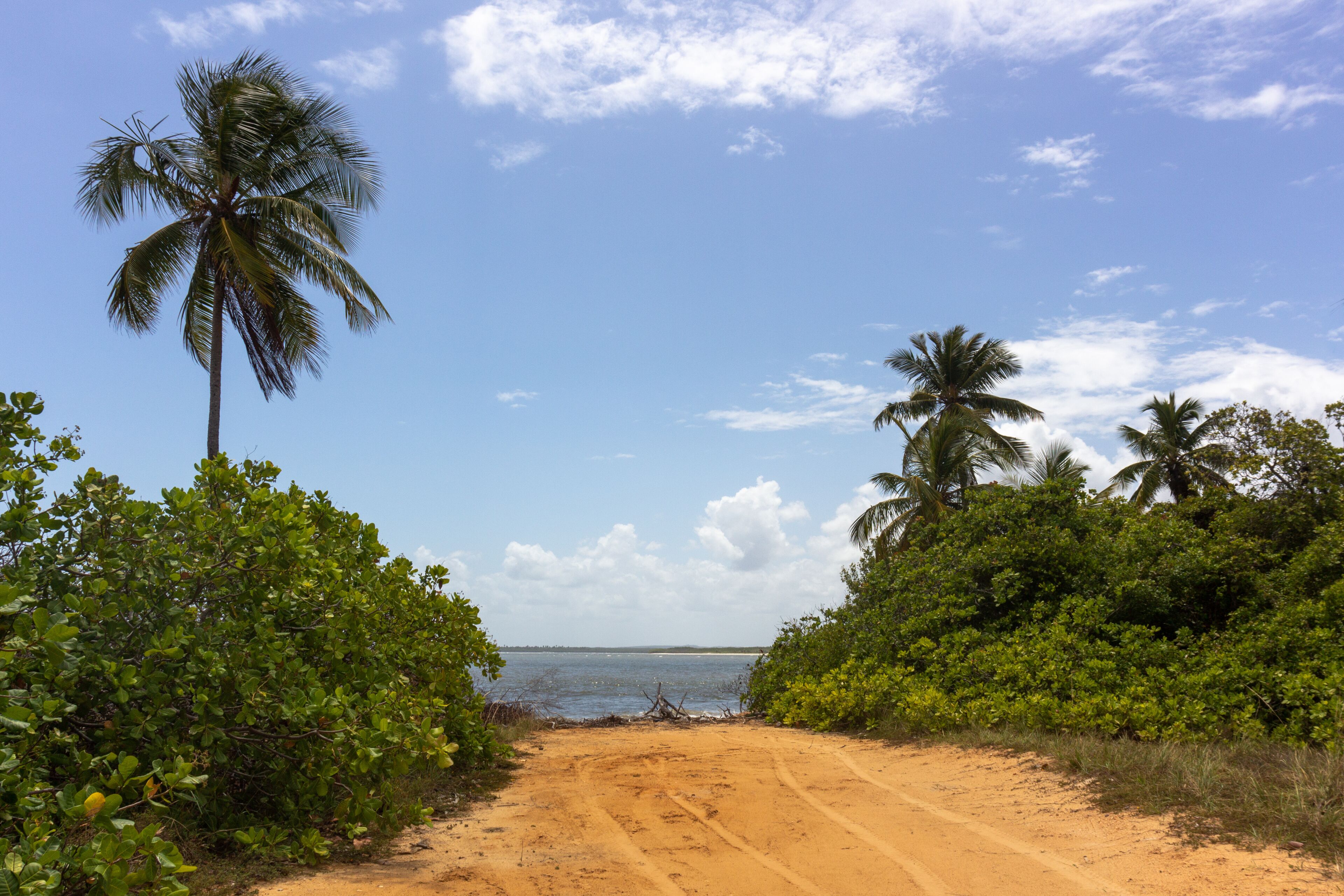 Vegetation and landscape at Ponta do Saco, located at the end of Saco beach. (Praia do Saco) in Estância, Sergipe Brazil
