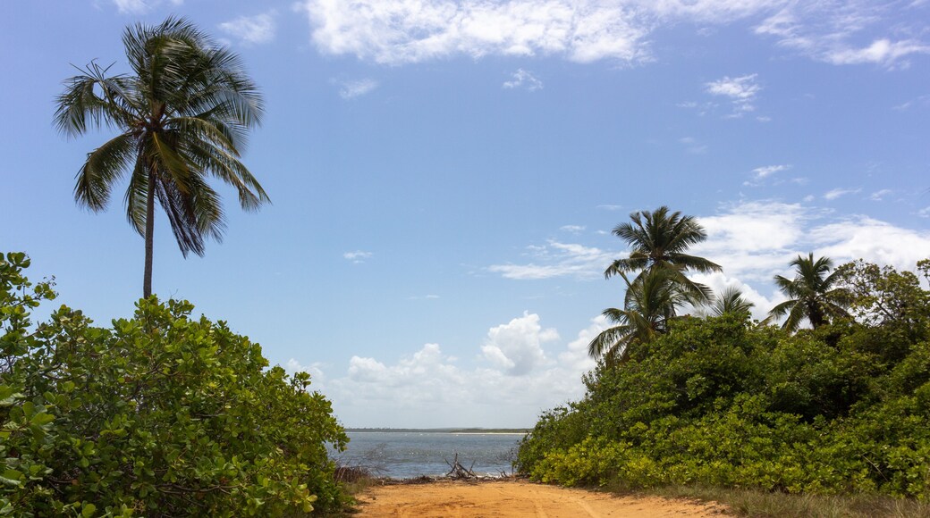 Vegetation and landscape at Ponta do Saco, located at the end of Saco beach. (Praia do Saco) in Estância, Sergipe Brazil