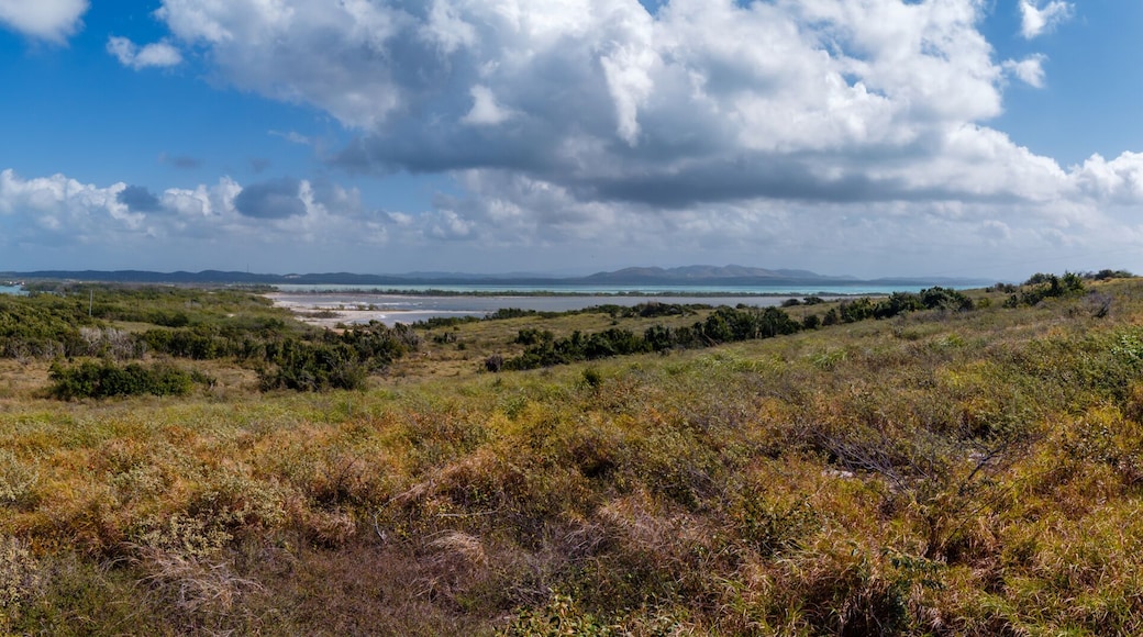 Salinas