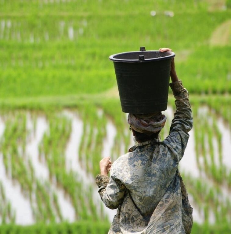 Rice fields of Bali / Indonesia
