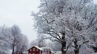 A snow-covered landscape with a large tree and a red house.