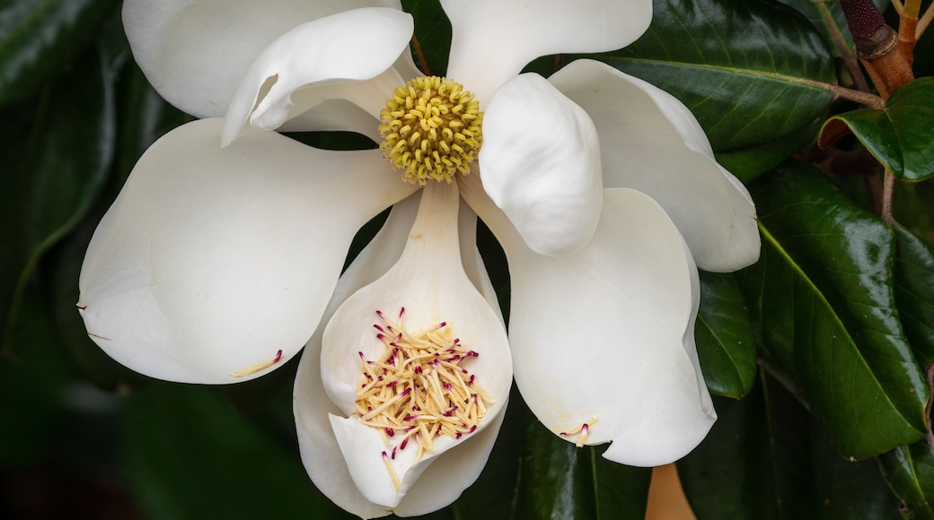 Magnolia Flower