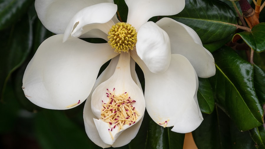 Magnolia Flower