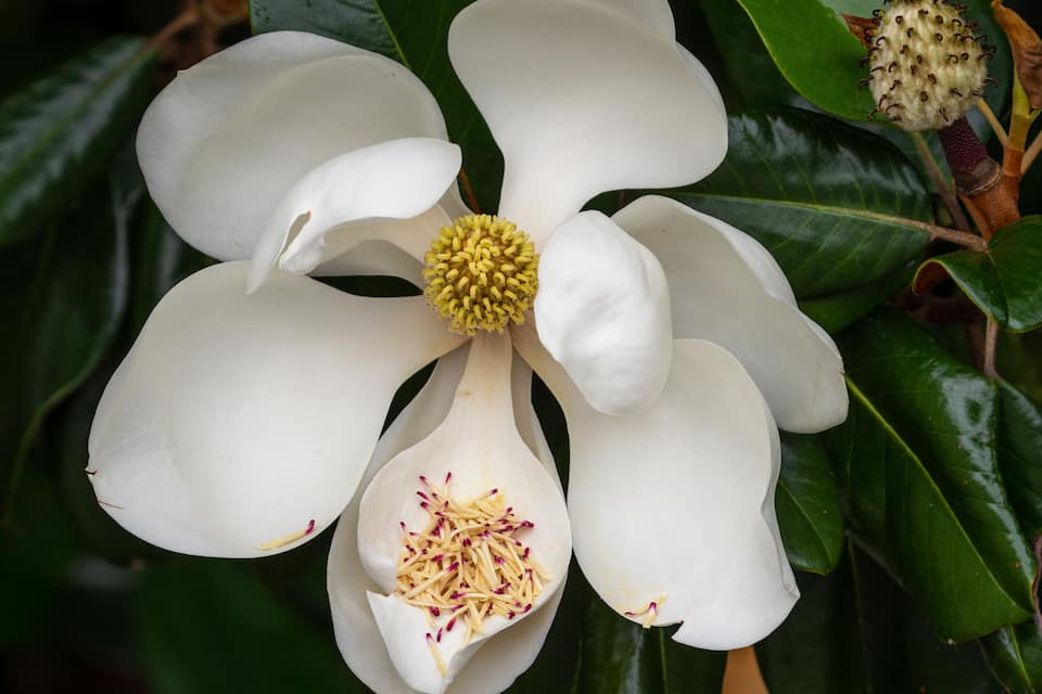 A white flower with a yellow center surrounded by green leaves.