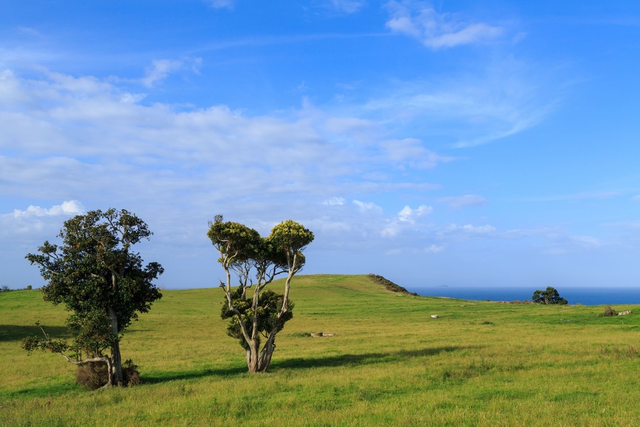 Lush green coastal landscape with meadow and trees, Maketu Peninsula, New Zealand