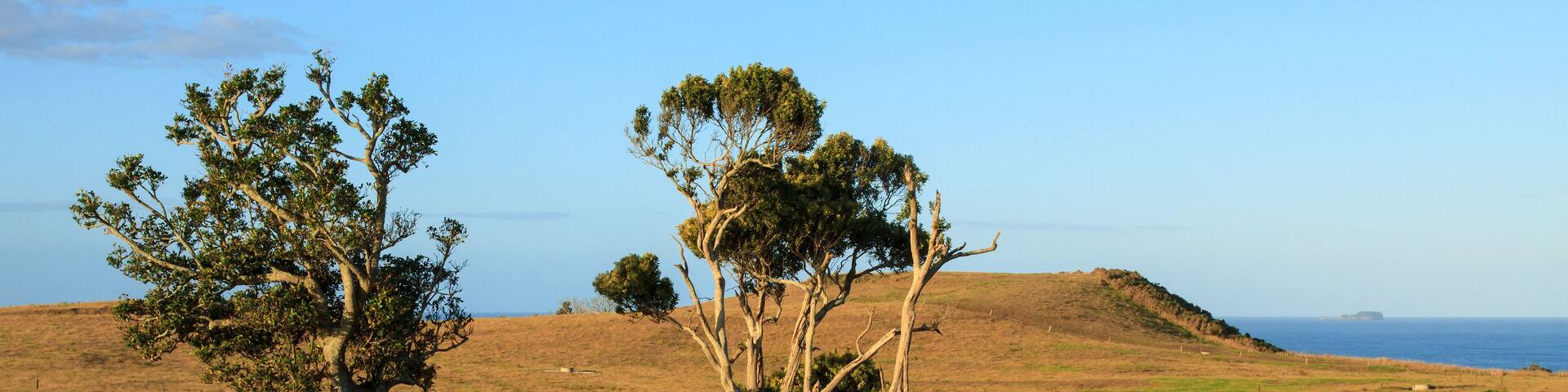 New Zealand coastal landscape, summer. Karaka and eucalyptus trees grow in the dry, rolling grasslands. Okurei Point, Maketu