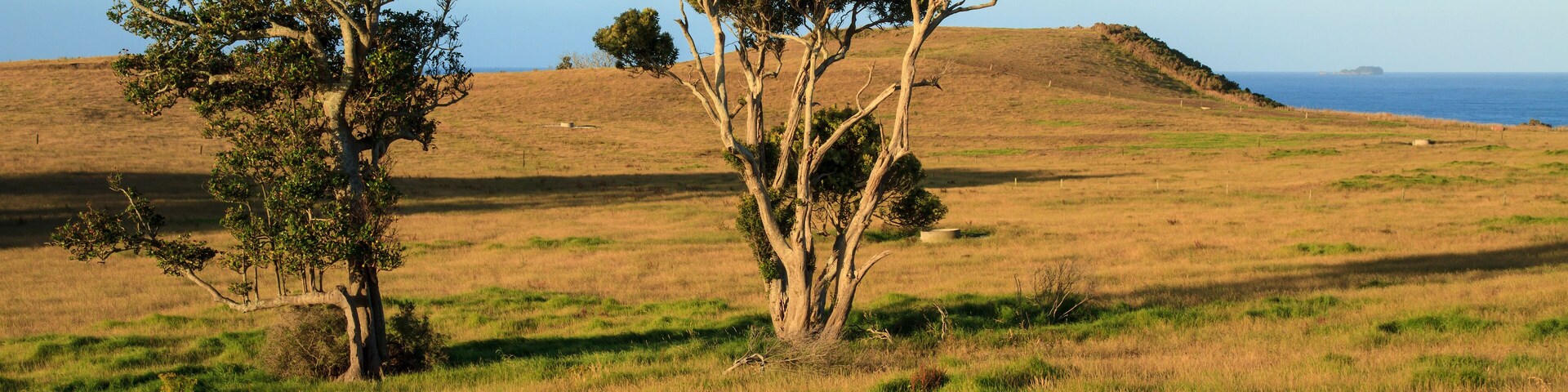 New Zealand coastal landscape, summer. Karaka and eucalyptus trees grow in the dry, rolling grasslands. Okurei Point, Maketu